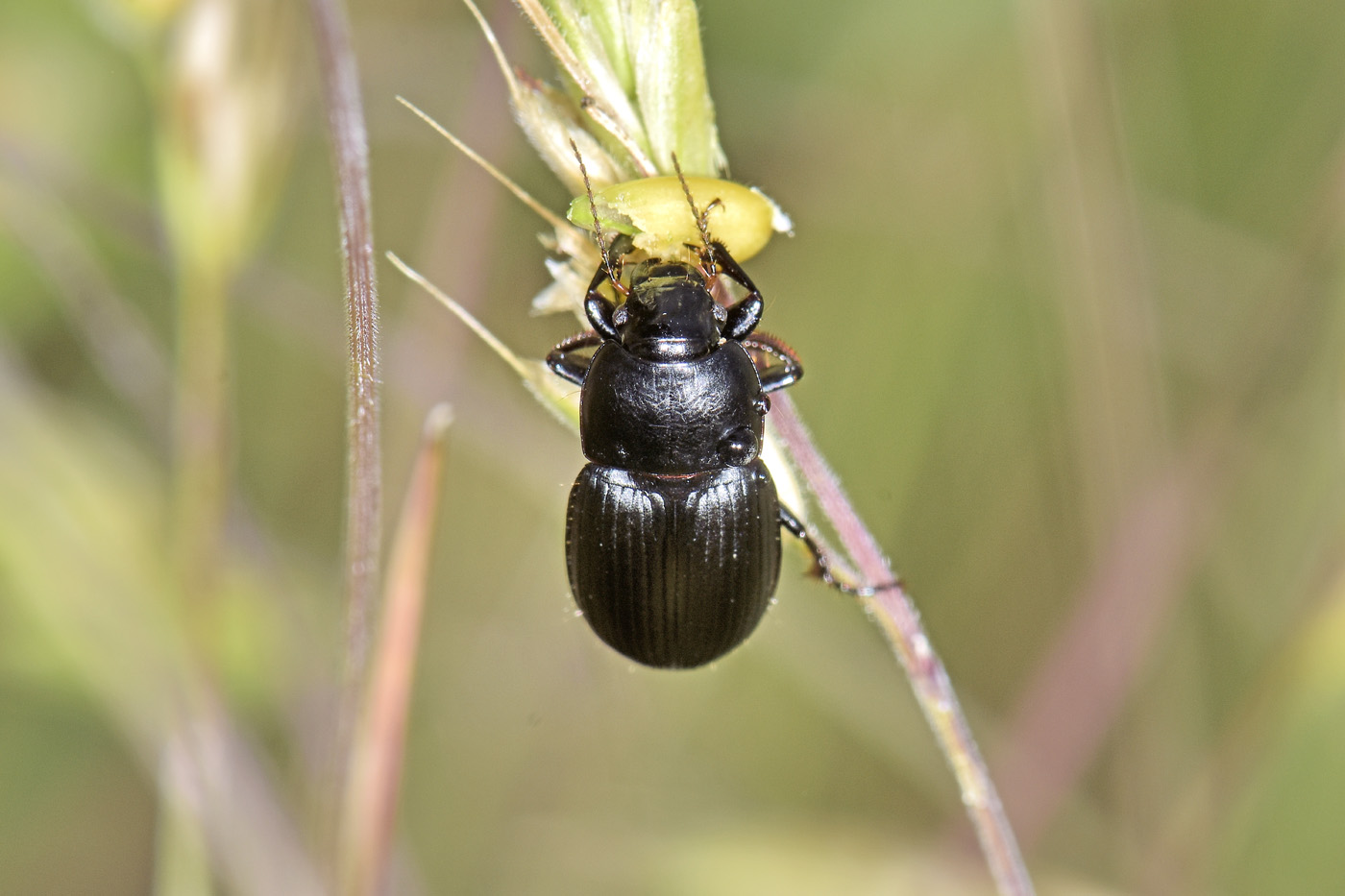 Carabidae: Harpalus sp? S, Harpalus serripes